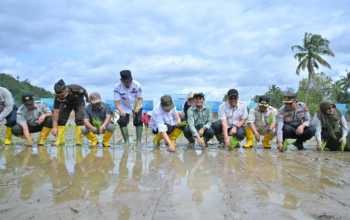 Proses rehabilitasi sawah terdampak bencana di Sumatera Barat