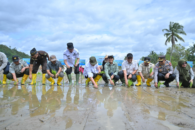 Proses rehabilitasi sawah terdampak bencana di Sumatera Barat
