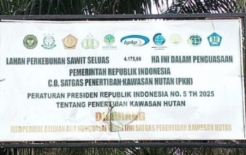 Kebun sawit sitaan Satgas PKH di Barito Utara diduga masih dipanen oknum