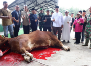Bupati Asahan Taufik Zainal Abidin menyaksikan penyembelihan sapi bantuan Presiden RI di Masjid Al-Huda Air Batu.