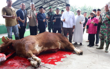 Bupati Asahan Taufik Zainal Abidin menyaksikan penyembelihan sapi bantuan Presiden RI di Masjid Al-Huda Air Batu.