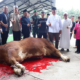 Bupati Asahan Taufik Zainal Abidin menyaksikan penyembelihan sapi bantuan Presiden RI di Masjid Al-Huda Air Batu.