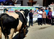 Bupati Pasaman Welly Suhery Saksikan Penyembelihan Sapi Kurban Bantuan Presiden Prabowo