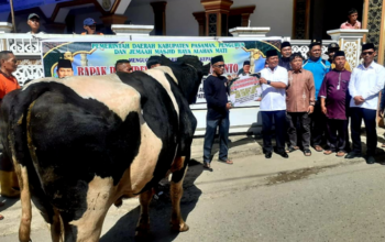 Bupati Pasaman Welly Suhery Saksikan Penyembelihan Sapi Kurban Bantuan Presiden Prabowo