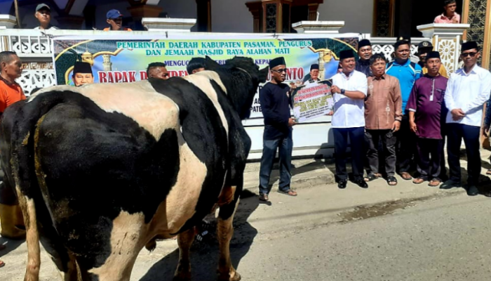 Bupati Pasaman Welly Suhery Saksikan Penyembelihan Sapi Kurban Bantuan Presiden Prabowo