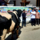 Bupati Pasaman Welly Suhery Saksikan Penyembelihan Sapi Kurban Bantuan Presiden Prabowo