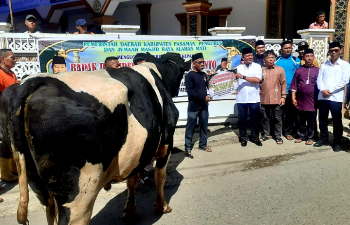 Bupati Pasaman Welly Suhery menyaksikan penyembelihan sapi kurban bantuan Presiden Prabowo di Alahan Mati, Simpati.