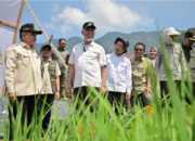 Aktivitas penanaman padi di lahan sawah Sumatera Barat