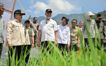 Aktivitas penanaman padi di lahan sawah Sumatera Barat