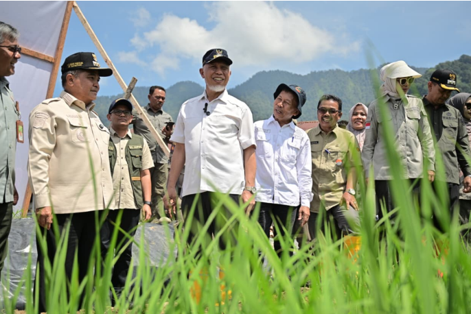Aktivitas penanaman padi di lahan sawah Sumatera Barat