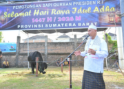 Gubernur Sumbar Mahyeldi Ansharullah menghadiri penyembelihan sapi kurban bantuan Presiden RI di Masjid Raya Syekh Khatib Al-Minangkabawi Padang.