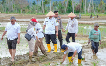 Mahyeldi Pastikan Rehabilitasi Sawah Rusak di Sumbar Tuntas 100 Persen