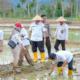 Gubernur Sumbar Mahyeldi Ansharullah menanam padi di lahan sawah terdampak bencana di Padang Pariaman