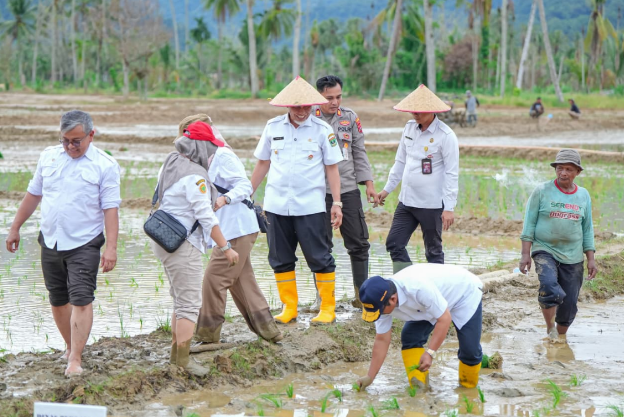 Gubernur Sumbar Mahyeldi Ansharullah menanam padi di lahan sawah terdampak bencana di Padang Pariaman