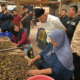 Gubernur Sumbar Mahyeldi Ansharullah meninjau proses pengolahan pinang di PT Maju Kolpin Sejahtera, Kabupaten Limapuluh Kota.