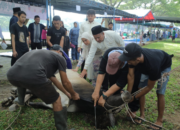 Wakil Bupati Asahan Rianto mengikuti prosesi penyembelihan hewan kurban di Alun-Alun Rambate Rata Raya Kisaran.
