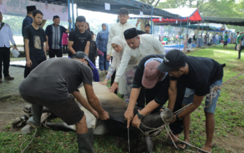 Wakil Bupati Asahan Rianto mengikuti prosesi penyembelihan hewan kurban di Alun-Alun Rambate Rata Raya Kisaran.