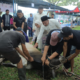 Wakil Bupati Asahan Rianto mengikuti prosesi penyembelihan hewan kurban di Alun-Alun Rambate Rata Raya Kisaran.