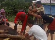 Rayakan Iduladha, Polres Barito Utara Sumbangkan Sapi Kurban kepada Wartawan