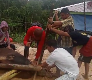 Kasi Humas Polres Barito Utara menyerahkan sapi kurban kepada perwakilan wartawan di Muara Teweh.