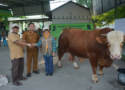 Tim dokter hewan memeriksa kesehatan sapi bantuan Presiden RI untuk Hari Raya Iduladha di Kabupaten Asahan.
