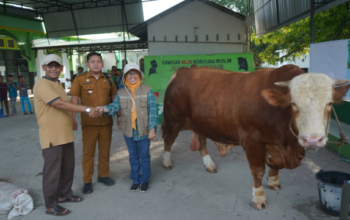 Tim dokter hewan memeriksa kesehatan sapi bantuan Presiden RI untuk Hari Raya Iduladha di Kabupaten Asahan.