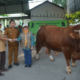 Tim dokter hewan memeriksa kesehatan sapi bantuan Presiden RI untuk Hari Raya Iduladha di Kabupaten Asahan.