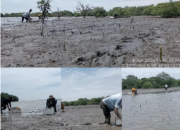 Relawan AMPHIBI dan masyarakat nelayan menanam mangrove di pesisir Desa Percut Kabupaten Deli Serdang