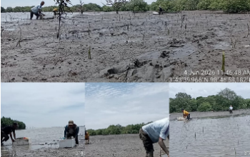 Relawan AMPHIBI dan masyarakat nelayan menanam mangrove di pesisir Desa Percut Kabupaten Deli Serdang