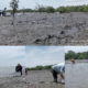 75 Ribu Mangrove Ditanam AMPHIBI, Soroti Sampah Sungai Percut