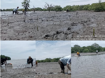 Relawan AMPHIBI dan masyarakat nelayan menanam mangrove di pesisir Desa Percut Kabupaten Deli Serdang