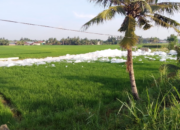 Busa putih diduga akibat pencemaran menutupi muara Sungai Percut dan saluran irigasi menuju sawah warga di Deli Serdang.