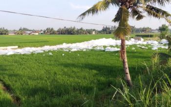 Busa putih diduga akibat pencemaran menutupi muara Sungai Percut dan saluran irigasi menuju sawah warga di Deli Serdang.