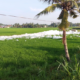 Busa Diduga Limbah Cemari Tiga Desa di Sungai Percut, KTH AMPHIBI Desak Pemerintah Bertindak