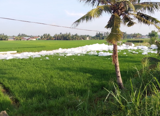 Busa putih diduga akibat pencemaran menutupi muara Sungai Percut dan saluran irigasi menuju sawah warga di Deli Serdang.