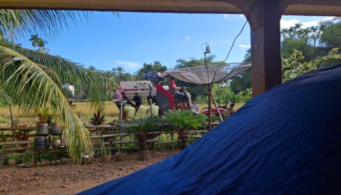Musim Panen Padi di Lagan Mudik Punggasan, Petani Manfaatkan Combine Harvester