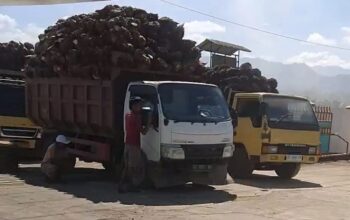 Harga TBS di Tingkat Petani Rp2.250/Kg, Potongan 10,50 Persen di PKS Jadi Sorotan