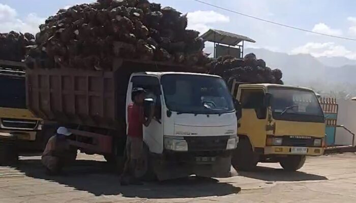 Harga TBS di Tingkat Petani Rp2.250/Kg, Potongan 10,50 Persen di PKS Jadi Sorotan
