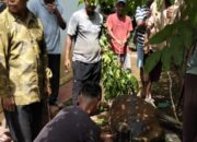 Perayaan Idul Adha 1447 H di Lagan Mudik Punggasan Berlangsung Khidmat, Sekitar 25 Ekor Sapi Dikurbankan