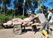 Gerobak Saksi Bisu Kemakmuran Desa Cukil