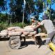 Gerobak Saksi Bisu Kemakmuran Desa Cukil